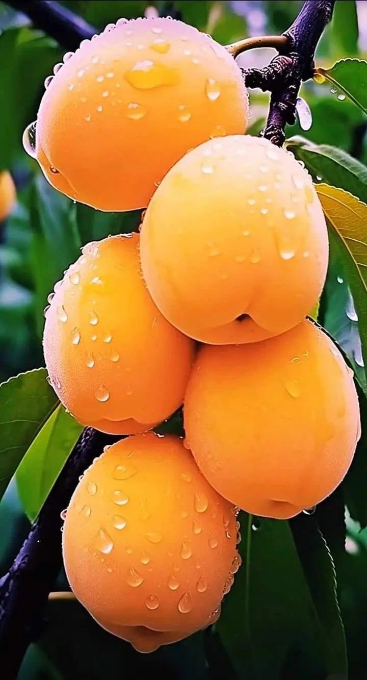 MALATYA KAYISI FİDANI